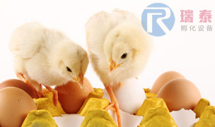 瑞泰孵化設(shè)備