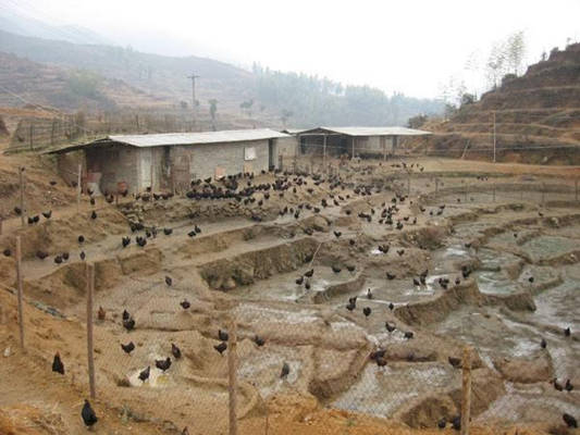 美國(guó)客戶(hù)黃活孵化成果