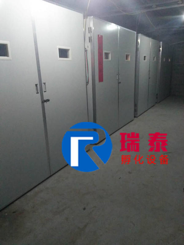 河北客戶孵化鵝苗