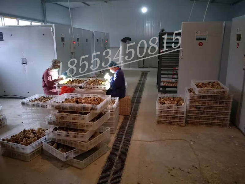 湖北客戶黃偉使用大型孵化機成功案例