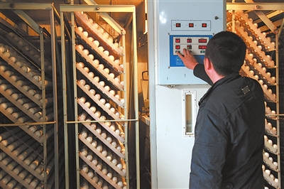 蛋車式孵化機孵化現(xiàn)場